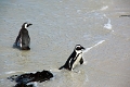 11_pingouins_050