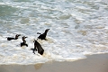 11_pingouins_053