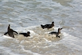 11_pingouins_054
