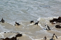 11_pingouins_055