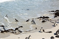 11_pingouins_056