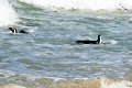11_pingouins_059