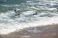 11_pingouins_060