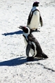 11_pingouins_064