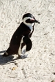 11_pingouins_068