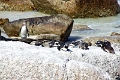 11_pingouins_070