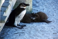 11_pingouins_072