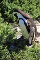 11_pingouins_075