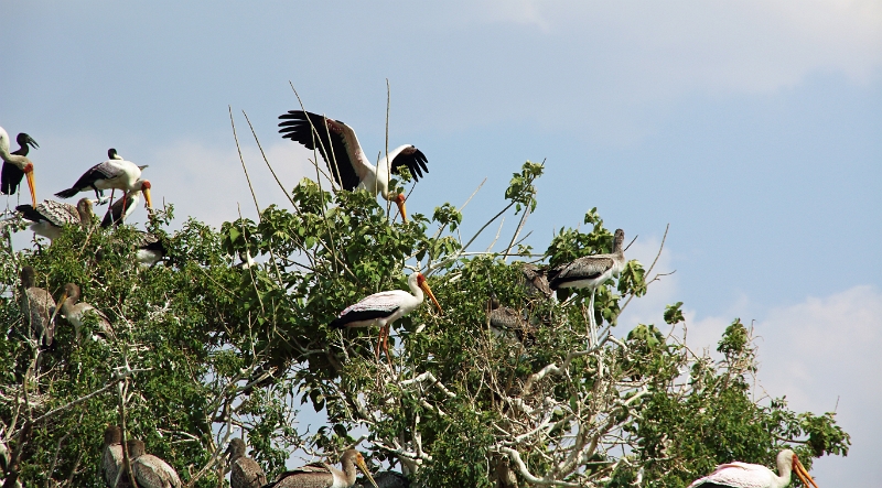 19_zambese_052.jpg