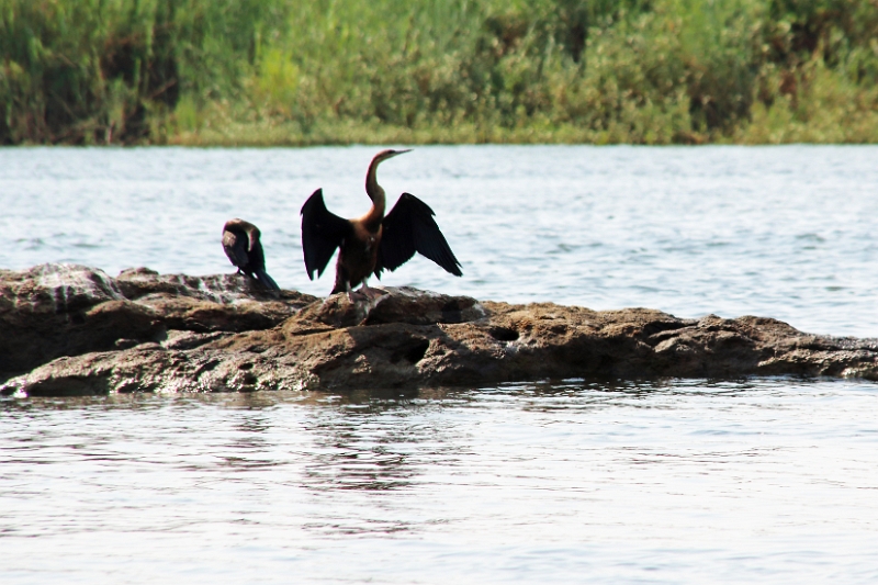 19_zambese_055.jpg