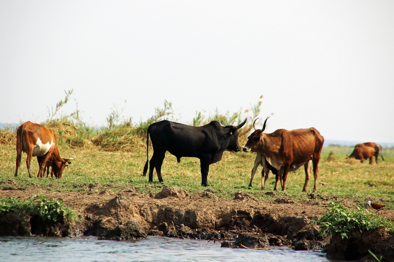 19_zambese_075.jpg