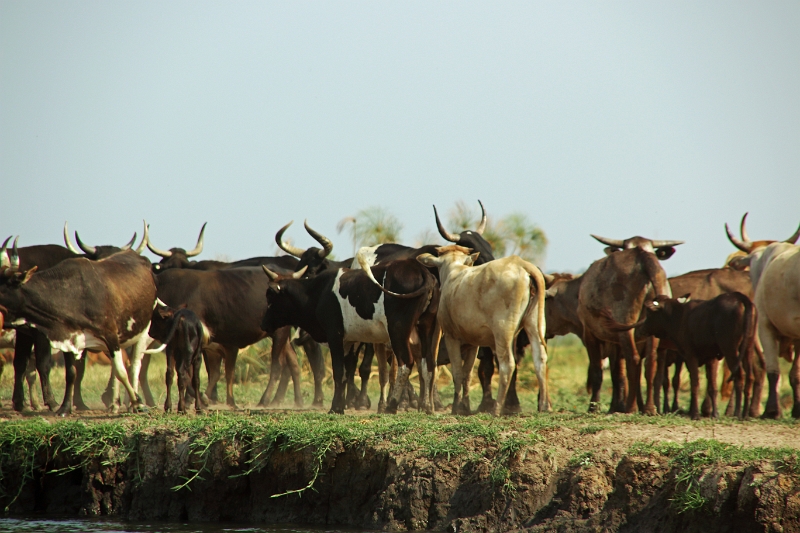 19_zambese_079.jpg