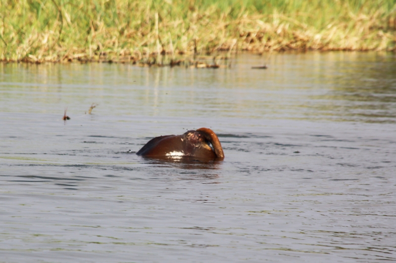 19_zambese_085.jpg