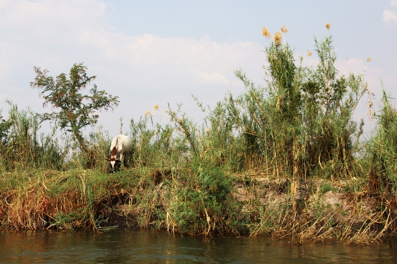 19_zambese_094.jpg
