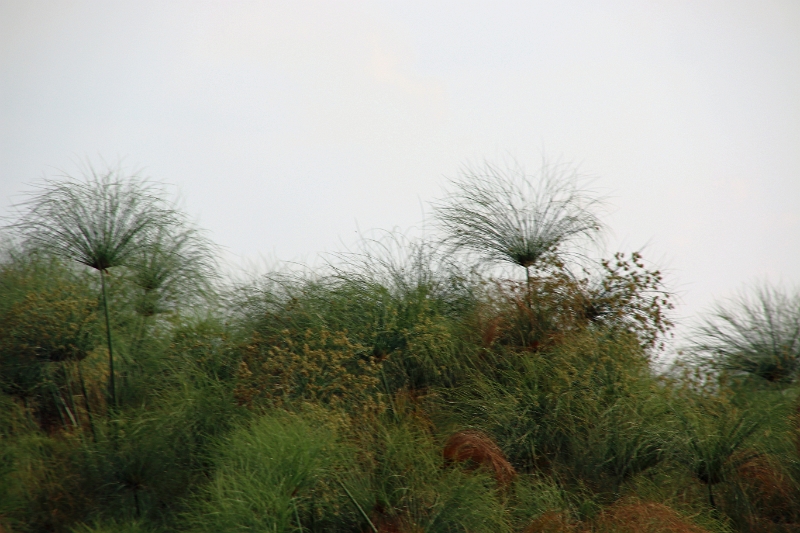 19_zambese_096.jpg