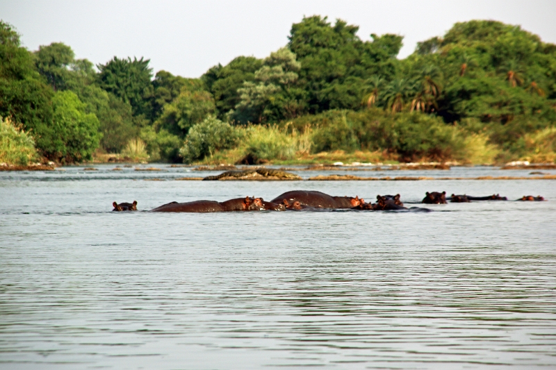 19_zambese_098.jpg