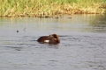 19_zambese_085