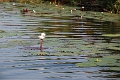 23_impalila_island_003