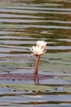 23_impalila_island_004