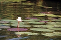 23_impalila_island_005