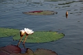23_impalila_island_006