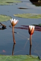 23_impalila_island_010
