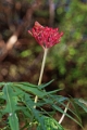 23_impalila_island_015