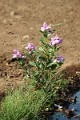 23_impalila_island_039