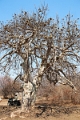 23_impalila_island_106
