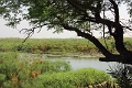 23_impalila_island_112