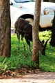 27_victoria_falls_005