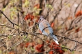 27_victoria_falls_011