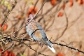 27_victoria_falls_012