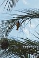 27_victoria_falls_027