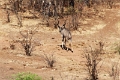 27_victoria_falls_041