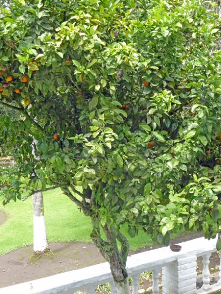 05-hacienda_pinsaqui_002.jpg
