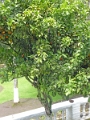 05-hacienda_pinsaqui_002