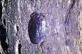 10-sortie_nocturne_011