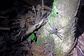 10-sortie_nocturne_020