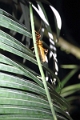 10-sortie_nocturne_022
