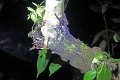 10-sortie_nocturne_026