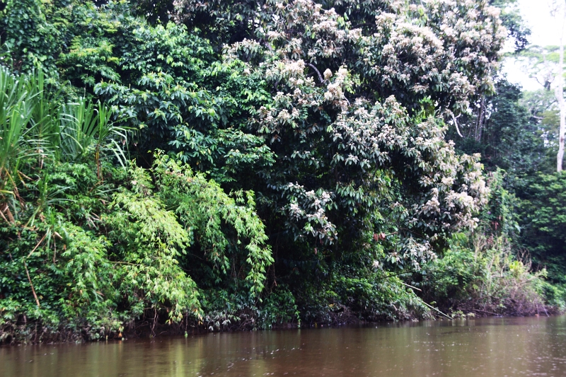15-rio_yasuni_006.jpg