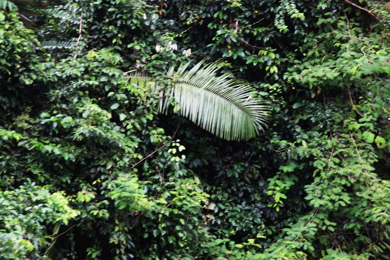 15-rio_yasuni_008.jpg