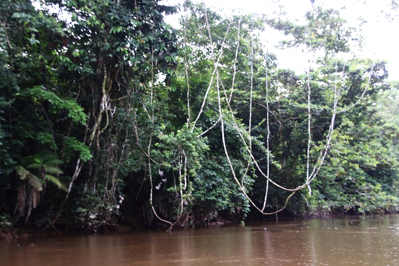 15-rio_yasuni_009.jpg