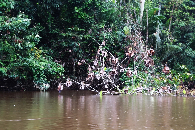 15-rio_yasuni_010.jpg