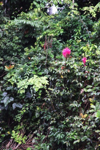15-rio_yasuni_022.jpg