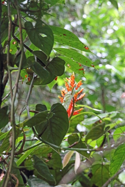 15-rio_yasuni_030.jpg
