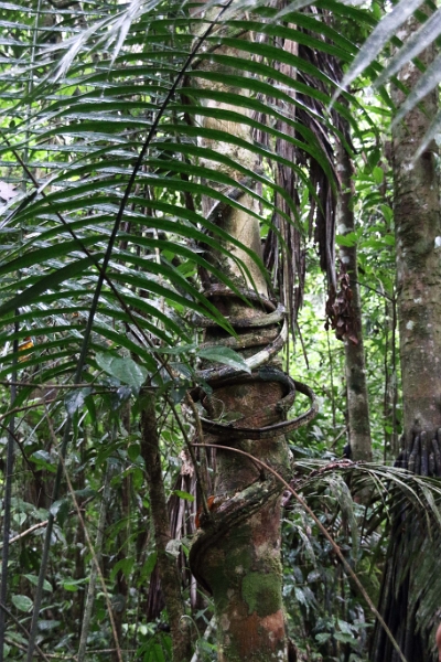 15-rio_yasuni_031.jpg