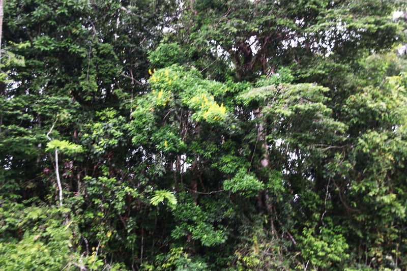 15-rio_yasuni_039.jpg