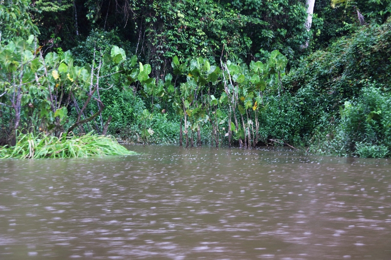 15-rio_yasuni_044.jpg